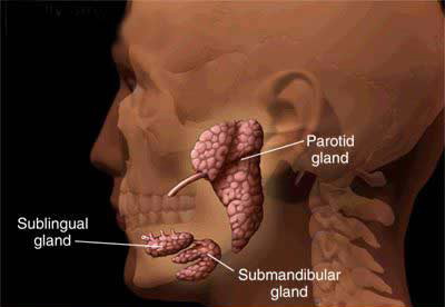 salivarygland